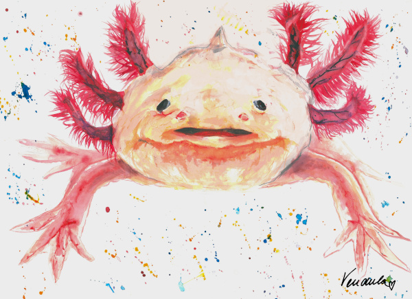 Axolotl mexický